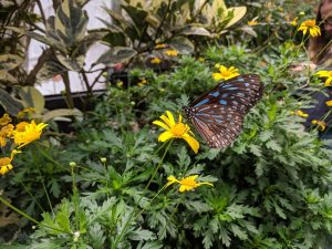 Cameron Highland Butterfly Farm By Luke Matarazzo